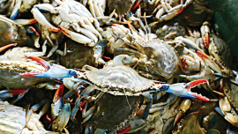 Crab.jpg