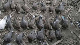 birds killing in Chuadanga