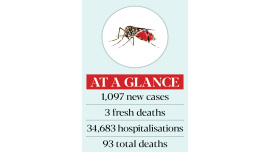 Dengue.jpg
