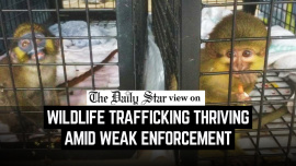 Editorial-2Wildlife_trafficking_thriving_.jpg