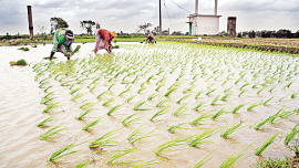 Khato-Jira-rice.jpg