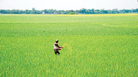 Paddy-field.jpg