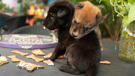 Why pets are the ultimate non-judgemental companions