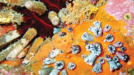 coral-1.jpg