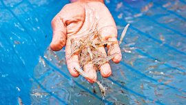 frozen-and-live-fish.jpg