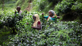 ED_1_TEA_INDUSTRY.jpg