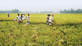 Good-harvest-1.jpg