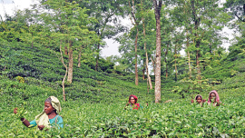 Tea-garden.jpg