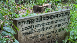 Teak tree theft.jpg