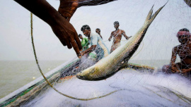 hilsa fishing