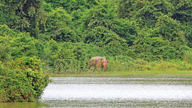 Chunati-Wildlife-Sanctuary-01.jpg