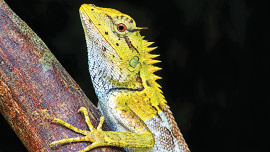 Crested_Lizard.jpg