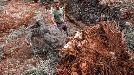 Destruction-olive-groves-Palestinian.jpg