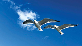 birds.jpg