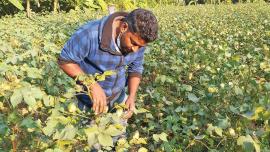 cotton-lifeblood-rmg.jpg
