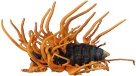 fungus