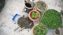 gardening