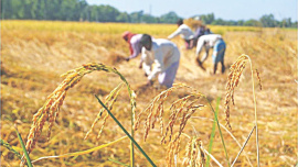 paddy field 1.jpg