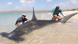 shark-1-web.jpg