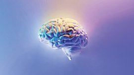 brain.jpg