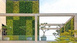 green-tree0.jpg