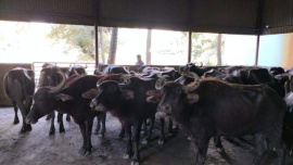 buffaloes