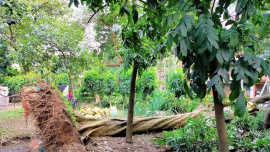 tree-web.jpg
