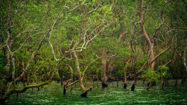 Khulna Sundarbans