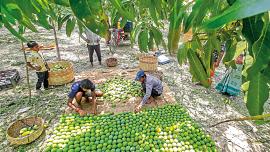 khulna_mango-21.jpg