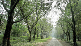 botanical1.jpg