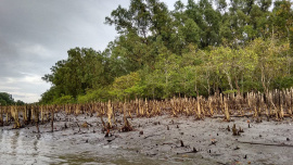 sundarbans fire 
