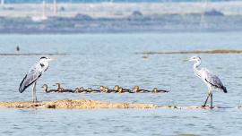 Capturing the avian wonders of northern Bangladesh
