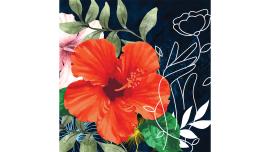 hibiscus-field.jpg