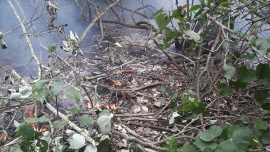 sundarbans_fire_2.jpg