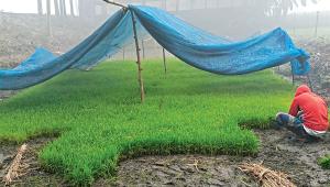 Boro-seedbeds.jpg