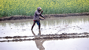 Rice-field-OP_1.jpg