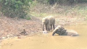 Elephant.jpg