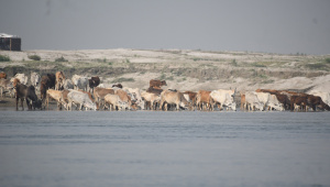 OP_1_CATTLE.jpg