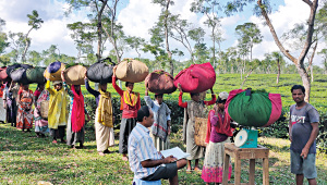 Tea-garden.jpg