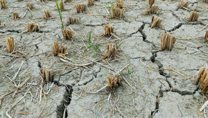 drought