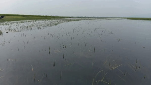 submerge-500-hectares-of-Boro-01.jpg