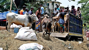 Bangladesh Eid cattle market 2026