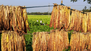 Nearly 50,000 farming families across the Rangpur region are directly or indirectly involved in tobacco cultivation. Photo: Star