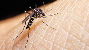 aedes-aegypti.jpg