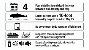 kuakata-dead-dolphin.jpg
