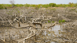 ED_2__Mangrove_Forest_of_Sonadia.jpg