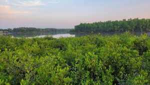 Ed2-Sundarbans.jpg