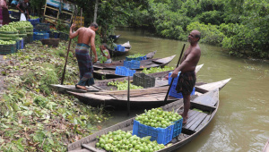 Guava-farmers-1.jpg