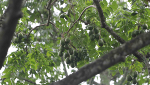 hog plum farming in Bangladesh