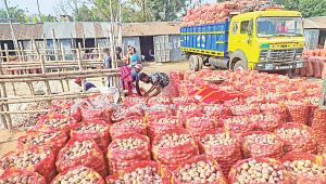 Onion-1.jpg